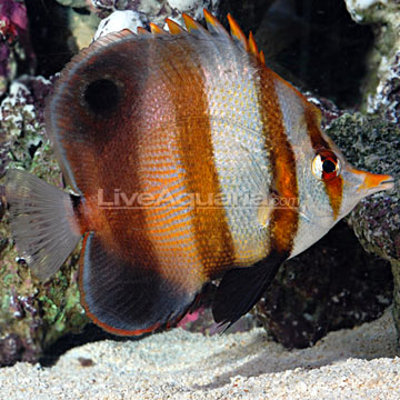 Mulleri Butterflyfish