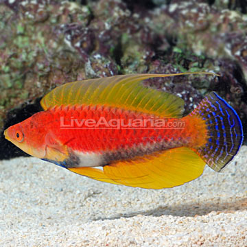 p_89671-whipfin-fairy-wrasse.jpg