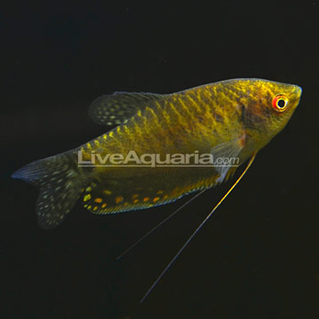 gouramis petsmart anabantids or