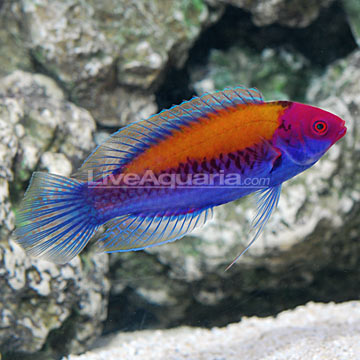 orange wrasse