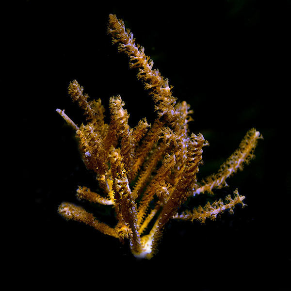 Soft Coral Aquatic Life Multi Pack, Aquacultured ORA® Soft Coral Aquatic Life Multi Pack, Aquacultured ORA®