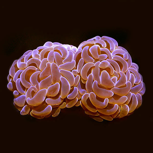 LPS Frag 5 Pack, Aquacultured ORA® LPS Frag 5 Pack, Aquacultured ORA®