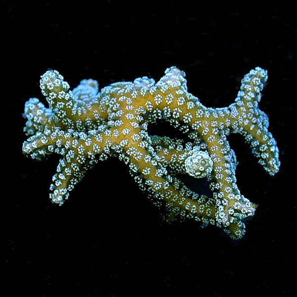 Beginner Hardy Frag 5 Pack, Aquacultured ORA® Beginner Hardy Frag 5 Pack, Aquacultured ORA®
