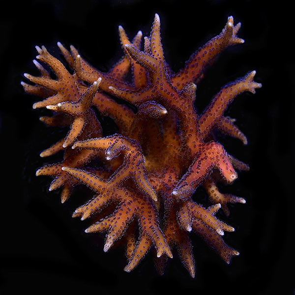 Assorted SPS Frag 5 Pack, Aquacultured ORA® Assorted SPS Frag 5 Pack, Aquacultured ORA®