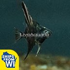 LiveAquaria® Captive-Bred Marble Angelfish Group