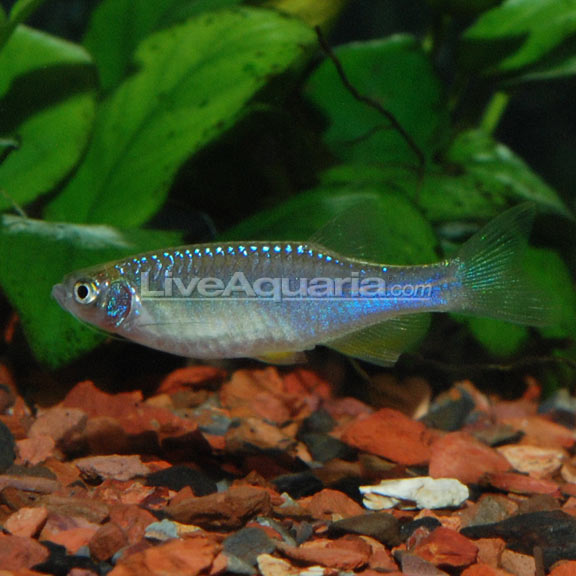 Turquoise Danio