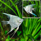 Blue Angelfish Blue Angelfish
