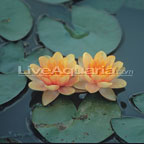 Chrysantha Chrysantha