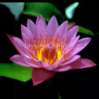 Panama Pacific Tropical Water Lily Panama Pacific Tropical Water Lily
