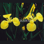 Yellow Iris Yellow Iris