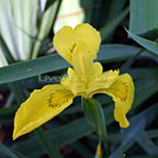Yellow Iris Yellow Iris