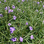 Bluebell Bluebell