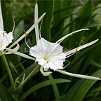 Spider Lily Spider Lily