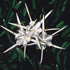 Spider Lily Spider Lily