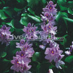 Water Hyacinth