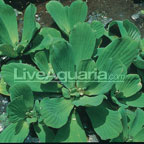 Water Lettuce