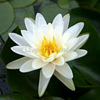 Denver Hardy Water Lily Denver Hardy Water Lily