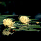 Denver Hardy Water Lily Denver Hardy Water Lily