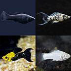 LiveAquaria® Premium SALTY Plant-Safe Freshwater Fish Pack