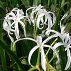 Bog Lily Bog Lily