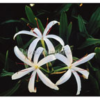Bog Lily Bog Lily