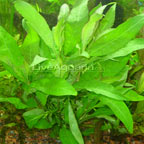 Hygrophila Hygrophila