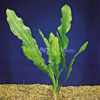 Ruffle Plant Ruffle Plant
