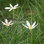 Zephyr Lily Zephyr Lily
