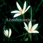 Zephyr Lily Zephyr Lily