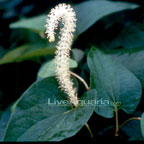 Lizard Tail Plant Lizard Tail Plant