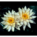 Peach Glow Hardy Water Lily Peach Glow Hardy Water Lily