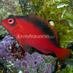 Flame Hawkfish 