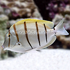 Convict Tang Convict Tang