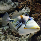 Humu Picasso Triggerfish 