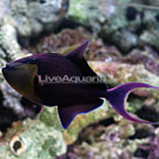 Niger Triggerfish 