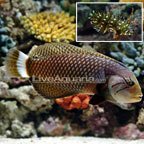 Dragon Wrasse Dragon Wrasse