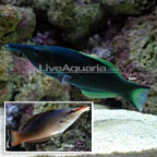 Bird Wrasse Bird Wrasse