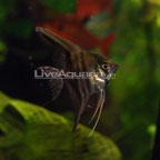 Half Black Angelfish