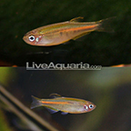 Glowlight Danio Glowlight Danio