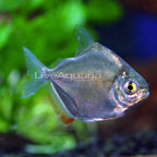 Silver Dollar