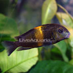 Moorii (Kaiser II) Cichlid