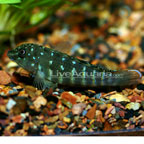 Jeweled Goby Cichlid