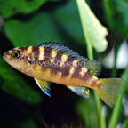 Bumblebee Cichlid