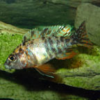 Peacock Cichlid, Orange Blossom