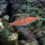 Longnose Hawkfish 