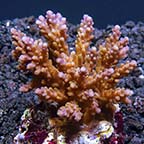  Acropora Coral, Color Tip