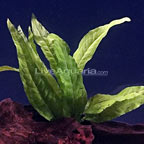 Java Fern Java Fern