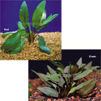 Cryptocoryne Cryptocoryne