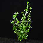 Moneywort Moneywort