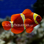 Yellowstripe Maroon Clownfish
